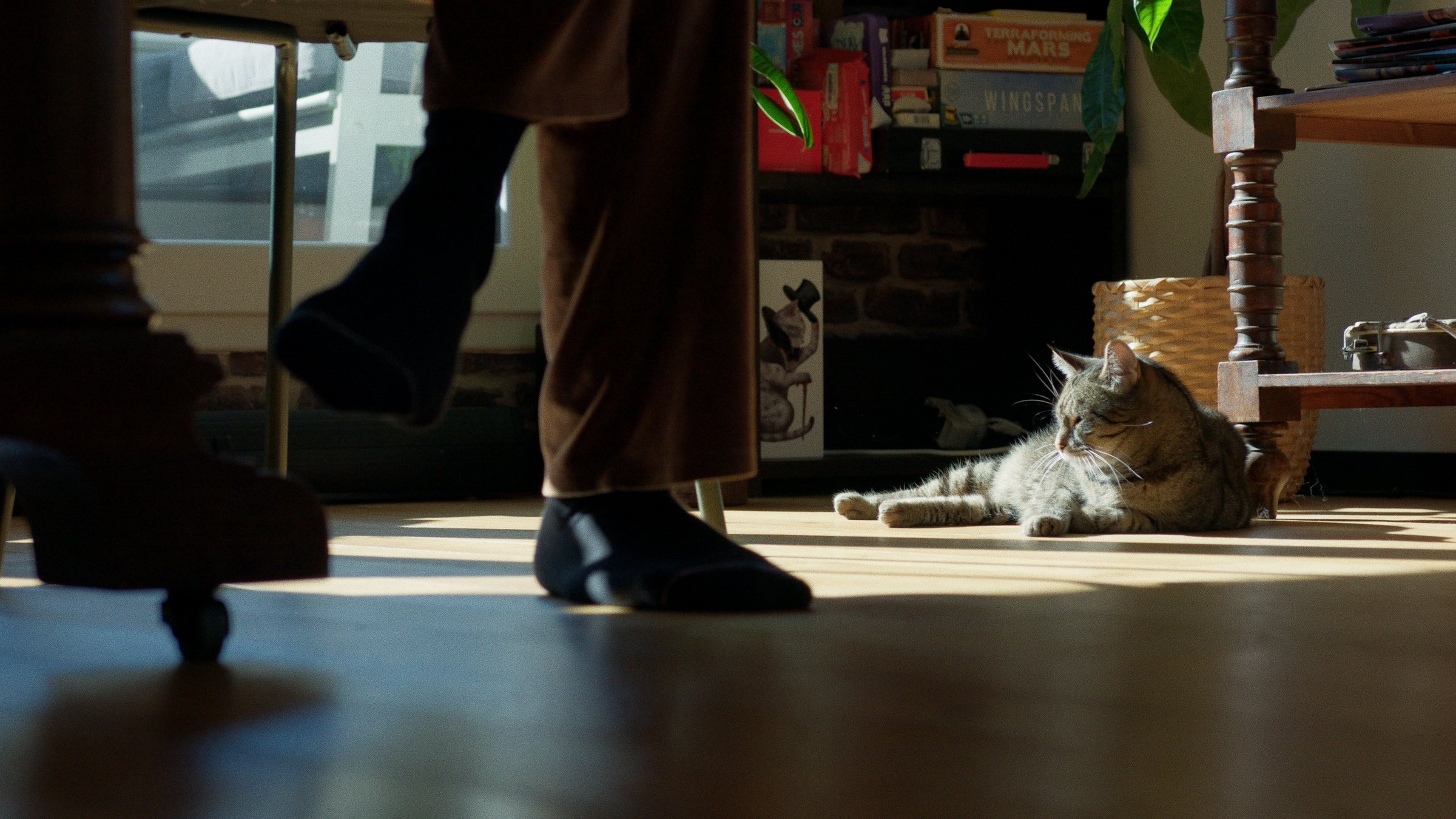 Lou, le chat narrateur de La Pensée Magique, dans le salon parisien.